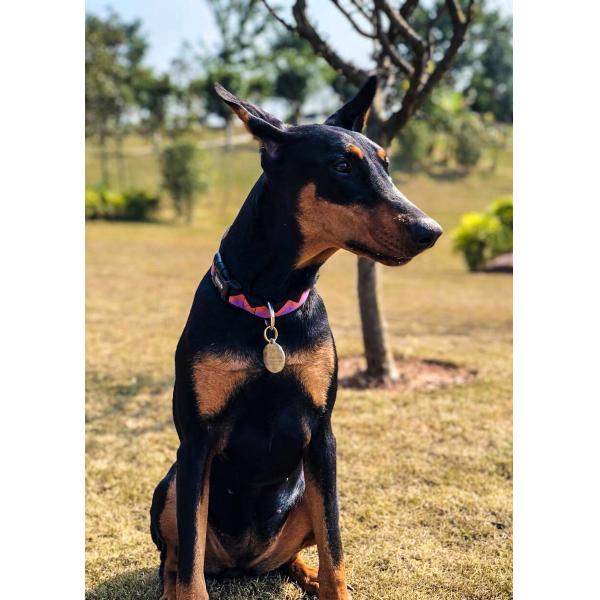 1 Inch Martingale Heavy Duty Nylon Dog Collar Nylon Puppy Collar Comfortable