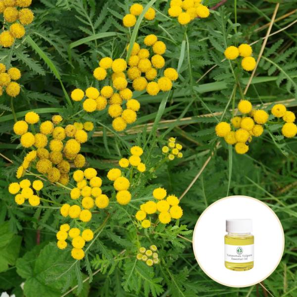 CAS 8016-87-3 Wholesale price Tanacetum annuum oil 100% pure natural organic blue tansy essential oil