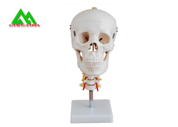 Plastic Medical Teaching Models Anatomical Human Skull For Studying Anatomy