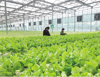 Large Size Commercial Lettuce Greenhouse With Hydroponic Growing Systems