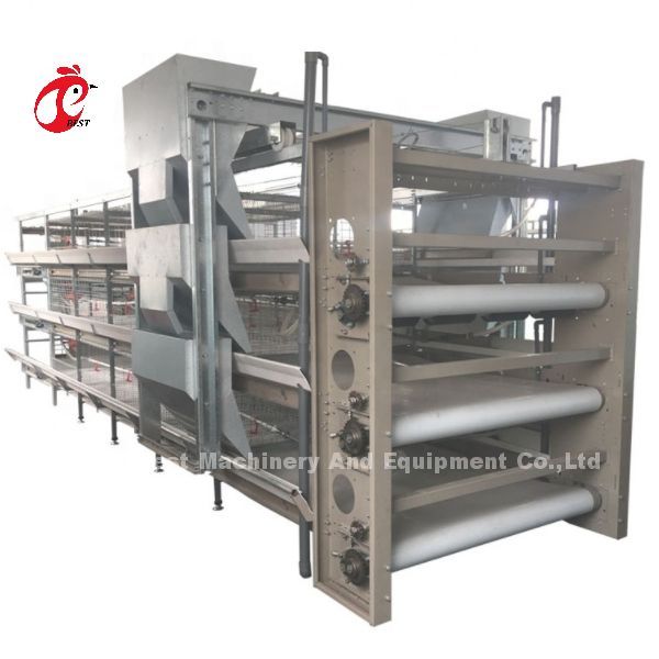 Battery Automatic H Type Poultry Cage System Hot Sale 240Birds Rose