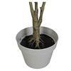 80cm Nearly Natural Looking Oak Tree Faux Plants Ornamental Indoor Tree Fashional Faux Oak Tree Plants Real Touch