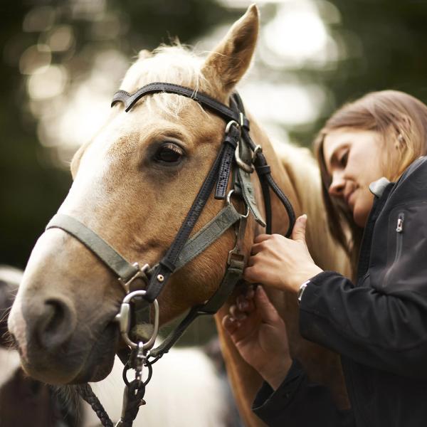 Нержавеющая сталь Лошадиный ротовой ролик с латуниным оборудованием и медными соединениями