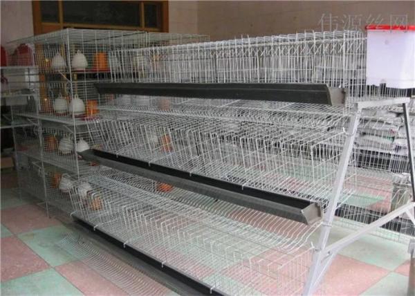 Electric Galvanized 128 Chickens Poultry Cage For Laying Hens , Battery Caged Hens