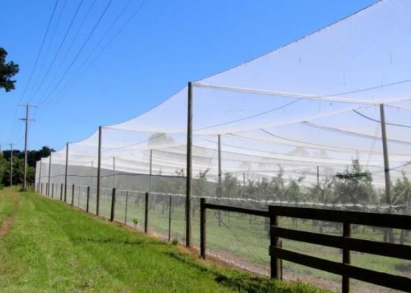 Outside Insect Proof Mesh , Insect Mesh Protection Netting For Greenhouse 40 Mesh 16m Width Size