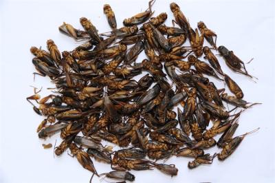 Storage in Dry and Cool Place Solutions with Animal Feed Brown for You