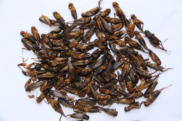 Storage in Dry and Cool Place Solutions with Animal Feed Brown for You