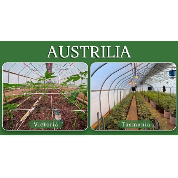 Теплица СИД светлая безопасная с автоматической системой вентиляции и системой затенения