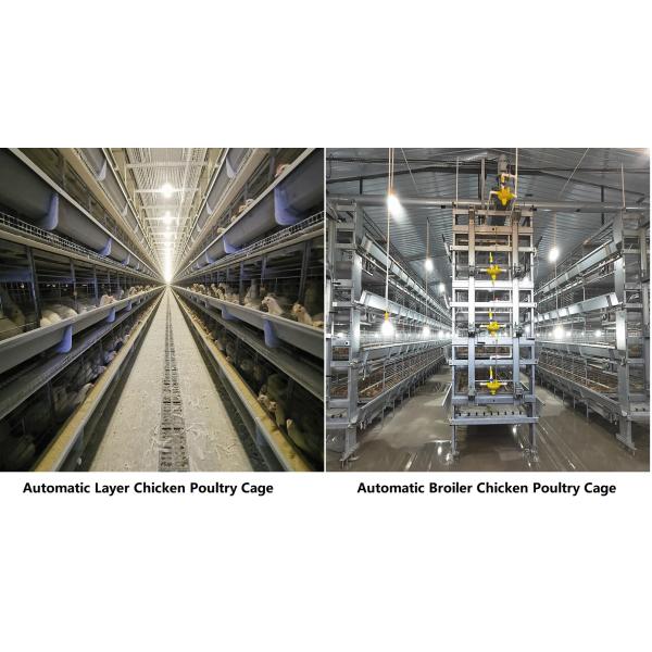 ISO9001 Poultry Cage