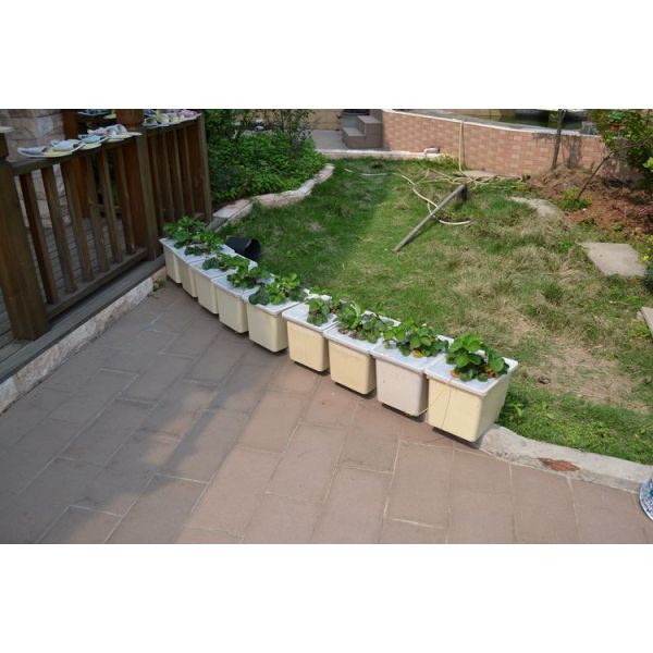 Dutch Bucket Hydroponics For Greenhouse Crop Growing Agricultural