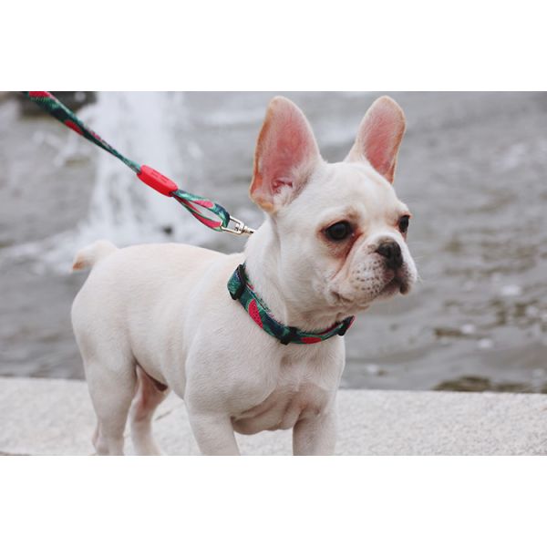 6.1m 20 Foot Anti Pull Dog Lead Collar For Yard Disabled Owners Extra Long