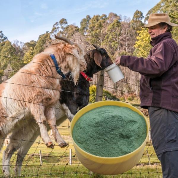 Aditivo animal da alimentação do animal de estimação do cromo da proteína do ácido aminado de Picolinate do cromo