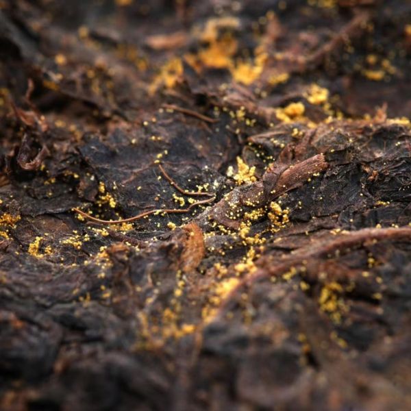 Large Quantity of Shaanxi Official Tea Golden Flower Black Tea Customized by with Grade 1 and Suitable Storage Conditions