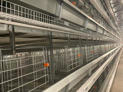 Galvanized  Automatic H Type Layer Chicken Cage System Easy Daily Management
