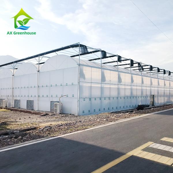 Multi Span Agricultural Plastic Film Tropical Greenhouse For Tomato