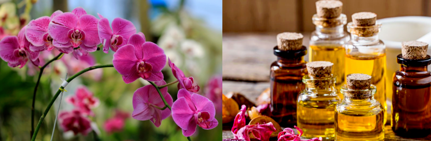 Hotel Diffuser Fragrance With Free Sample Orchid Fragrance Essence Oil For Reed Stick &Cold Scented Candle& Diffuser Fragrance Making/Production 