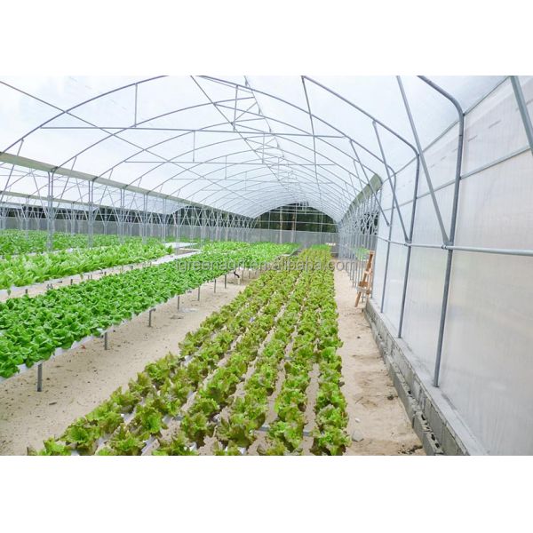 Large Single Layer PE Film Multi-Span Agricultural Greenhouse Metal Frame Cold Frame