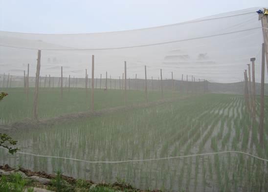 Soil Temperature Adjusting Insect Wire Mesh , 200 Meters Grey Insect Proof Mesh