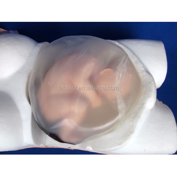 Basic Maternity Examination Manikin for Pregnant Women Examination in Medical Science