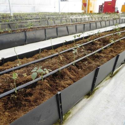 Sistema de cultivo sem solo PP Cultivo através de um canal de coleta através de um canal de cultivo preto Tomates rosas pepinos
