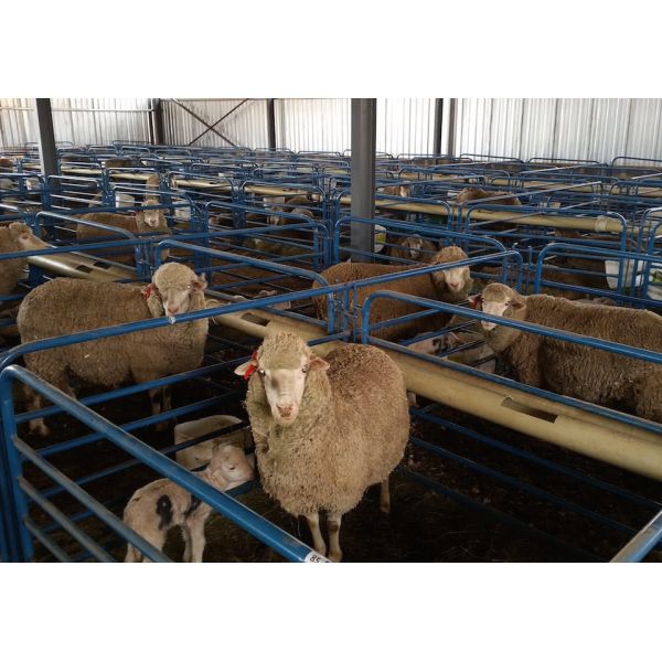 Low Cost Modern Prefab Steel Structure Sheep Goat Farm Barn House Dairy Cow Shed Cattle Farm Building