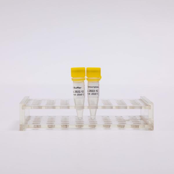 10000U Gold Reverse Transcriptase PCR R3002 Colourless Appearance