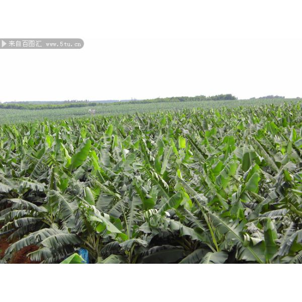 Pó natural do adubo do ácido aminado para o magnésio do quelato do crescimento de plantas