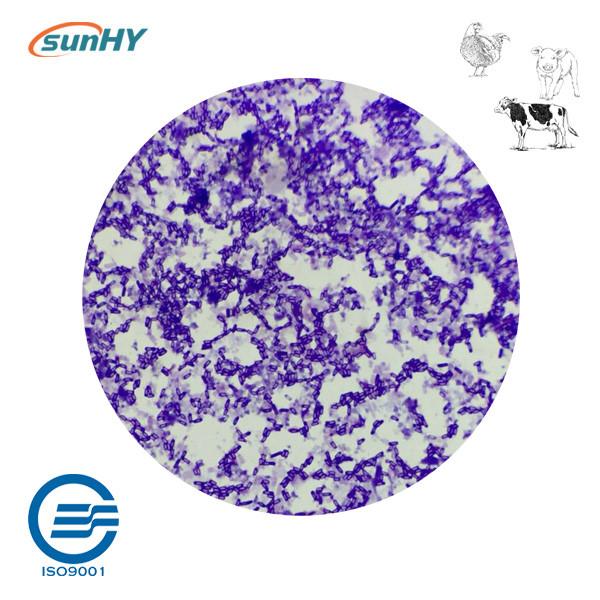 Complex 20 Billion Cfu/G Probiotics For Animal Powder Form