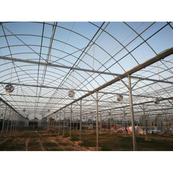 4.0-8.0M Height Agriculture Multi Span Plastic Film Greenhouse For Tomato Turnkey Project