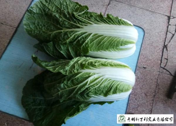 Frozen Vegetable Factory Napa Cabbage Plant Can Lower Blood Pressure