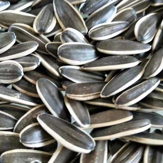 Amazon hot sale Wholesale of high-quality sunflower seed raw materials for oil extraction