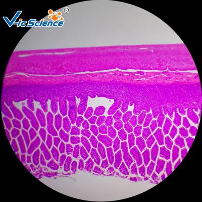 Commercial Histology Lab Slides Human Histology Prepared Microscope Slides 100 Piece