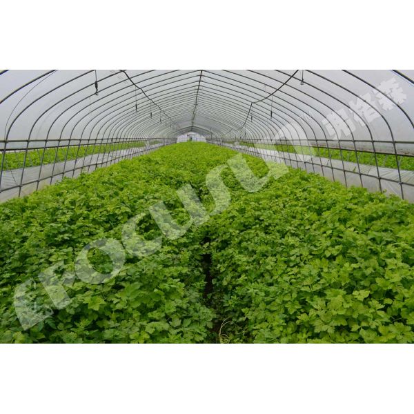 Компрессор Bizter Emerson Вакуумное охлаждающее оборудование для предварительного охлаждения салата в промышленности