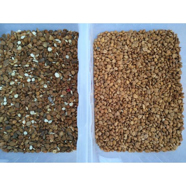 Парашют сортировщицы 4 цвета миндалины грецкого ореха CCD Тошиба оптически