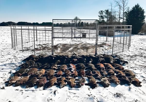 Caixa de armadilhas para animais vivos e humanos 2M Caixa de animais de aço de porta única