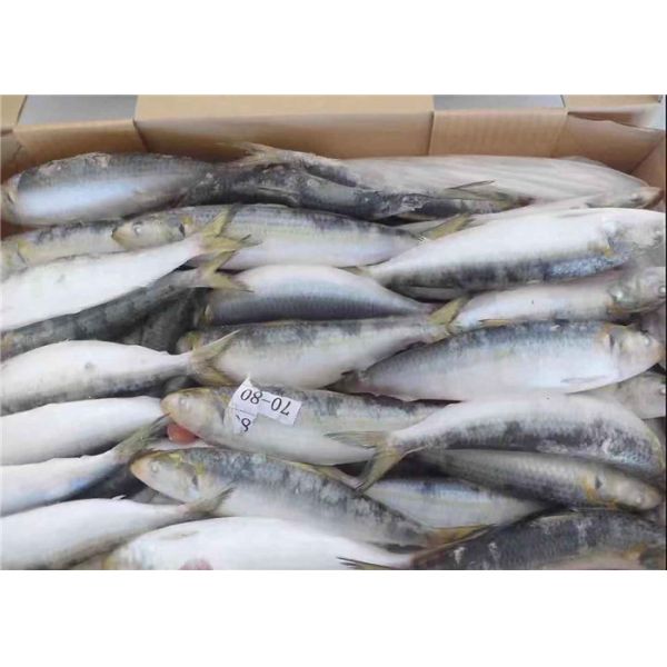 Рыбы Melanostictus Sardinops все круглые свежие замороженные для консервировать