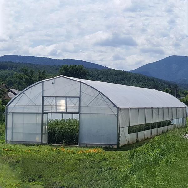 Steel Frame Tunnel Plastic Greenhouse / PE Film Plastic Tomato Greenhouse