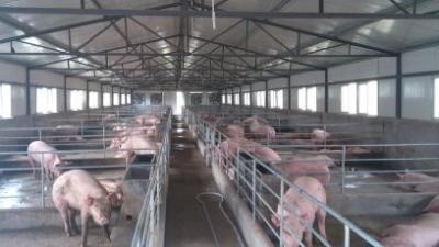 Exploração agrícola de exploração avícola de aço da seção de H com os Purlins galvanizados de C para vertentes do porco