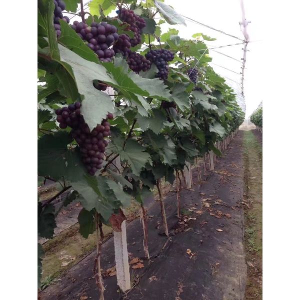 80g To 120g Agriculture Non Woven Fabric Pp Spunbond Anti UV