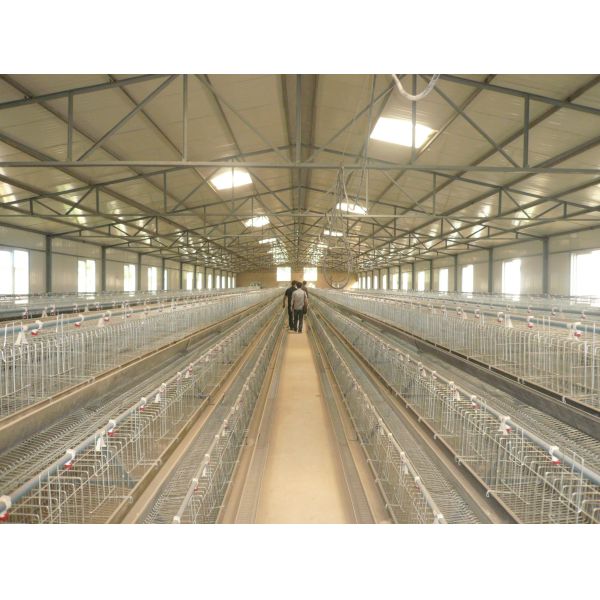 200 Chickens A Type Baby Chick Cage Include Automatic Drinking System