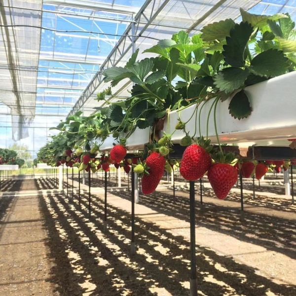 НФТ гидропонические каналы растений для выращивания ПВХ пластиковые трубы для оптимального роста