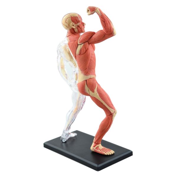 Puzzle Muscle 4d Master Human Anatomy Doll 46 Parts Assembled