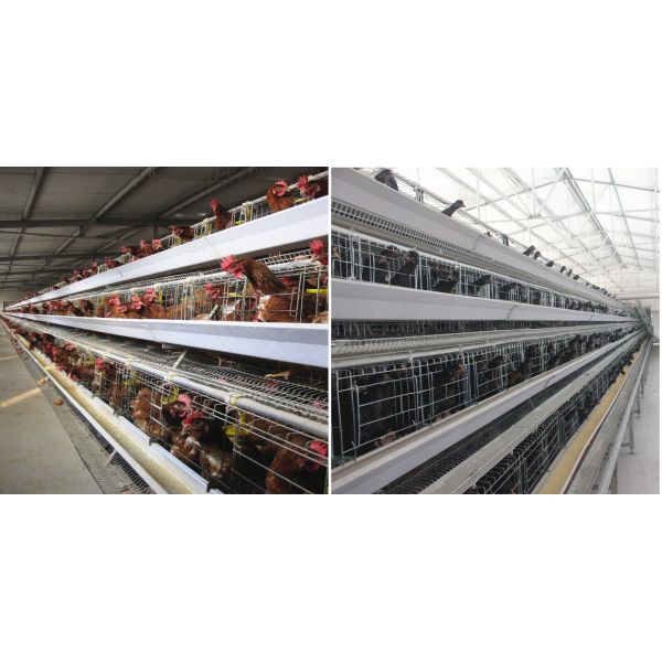 Гальванизированная клетка батареи птицы H410mm, оборудование класть яйца 494cm2/Bird