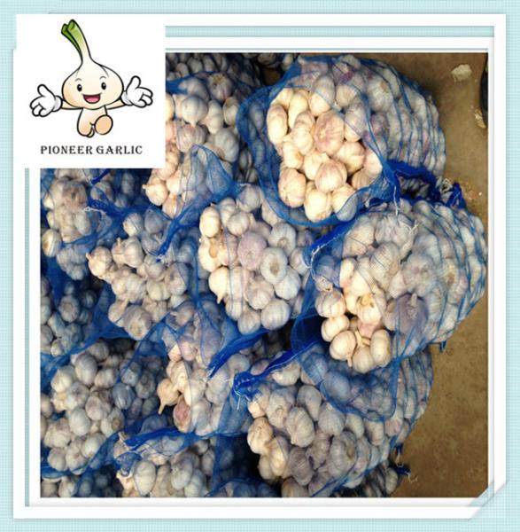 Supply pure white garlic with good quality for sale, SIZES 4cm 5cm 5.5cm 6cm