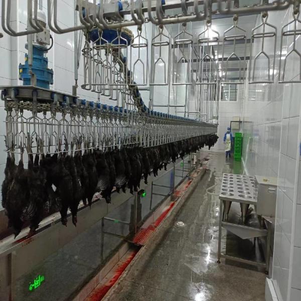 Solução de máquina de linha de abate de frango de aço inoxidável para processamento de aves de capoeira