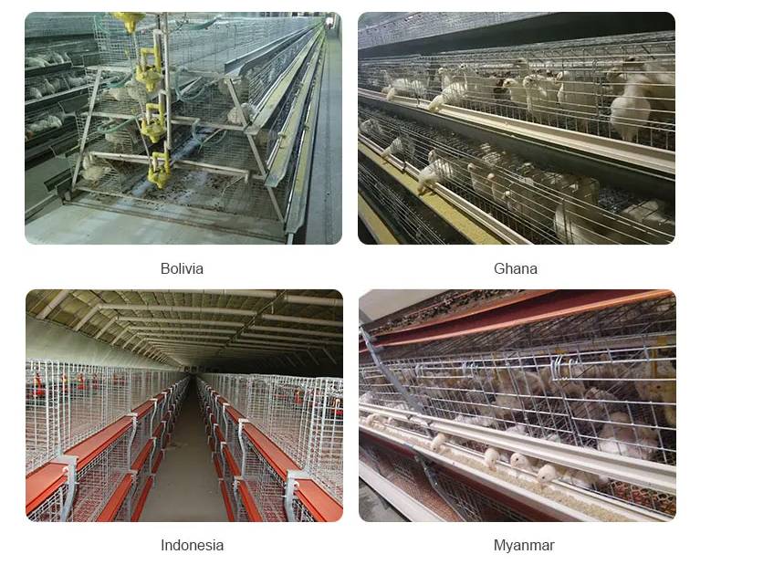 Fully Automatic 4-Tier H-Type Battery Cage with Hot-Dip Galvanized Steel for Layer Hens and Broilers