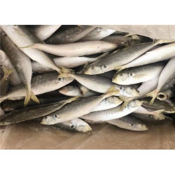 Лошадь BQF Seafrozen 80g 100g оптовая Тихая океан - рыба скумбрии замороженная