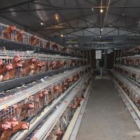 A galinha galvanizada da camada do ovo do mergulho quente prende um tipo exploração avícola dos pássaros dos pássaros 128 da bateria 96