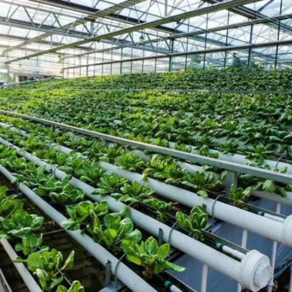 Hydroponic Venlo Glass Greenhouse Customizable