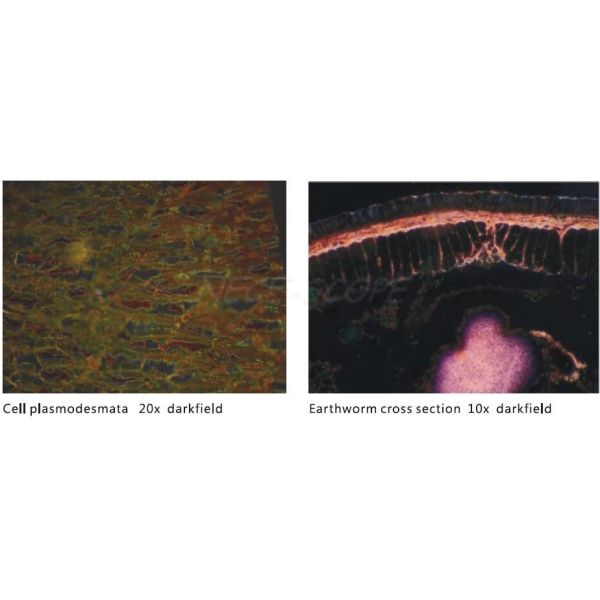 Trinocular Stereo Laboratory Biological Microscope With 3.2X Photo Eyepiece